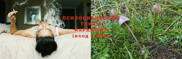 мяу мяу мука Белокуриха